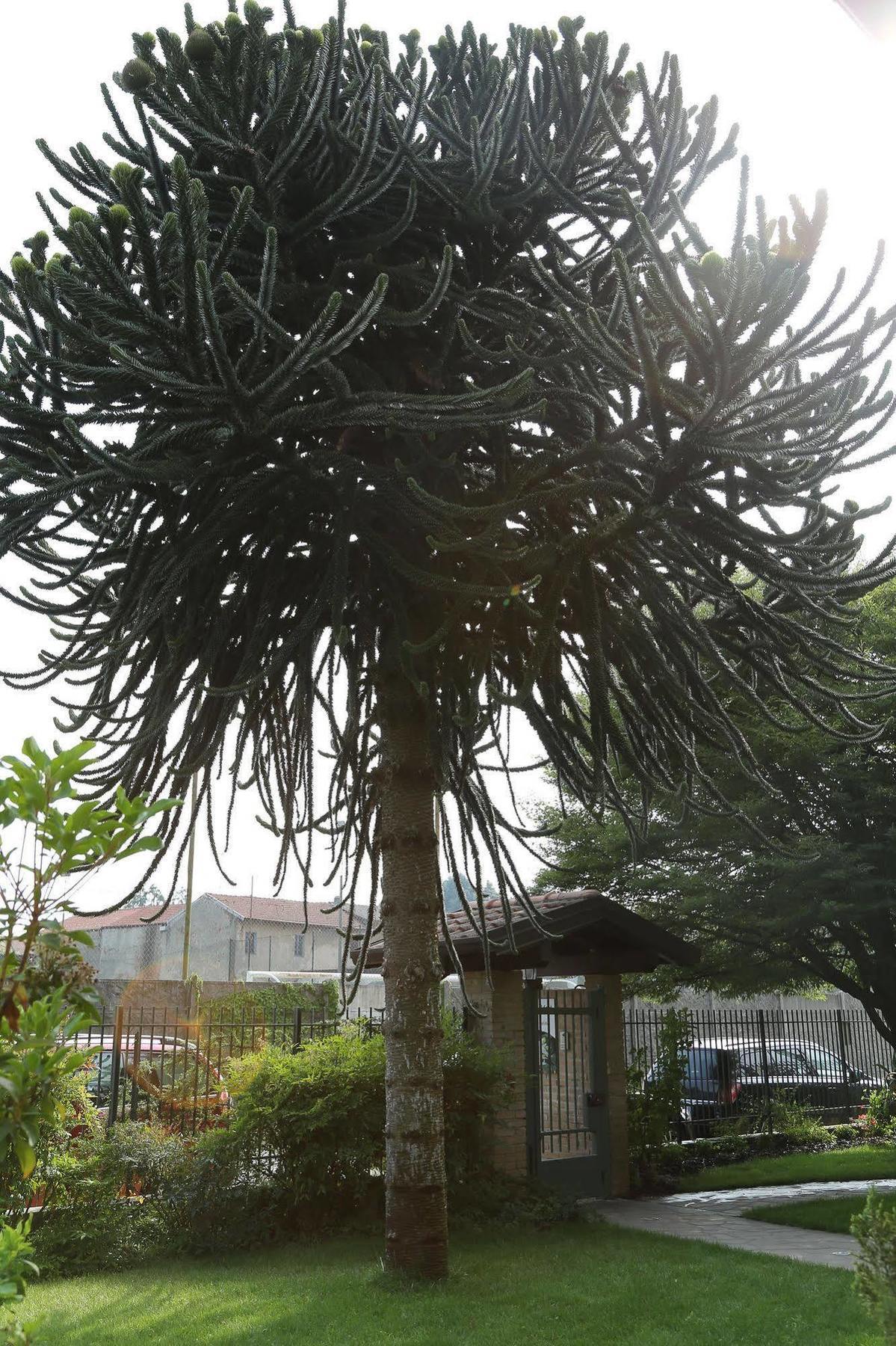 Il Gelsomino Bed and Breakfast Ferno Buitenkant foto